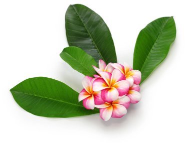  plumeria çiçek ve beyaz arka plan üzerinde izole yaprakları