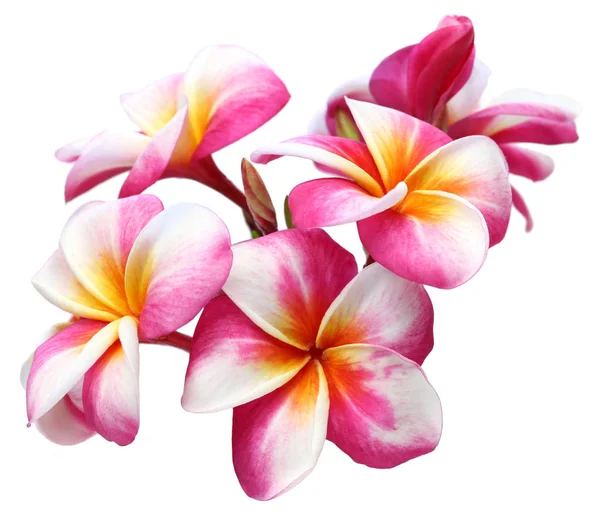 Fiori Plumeria Isolati Sfondo Bianco — Foto Stock