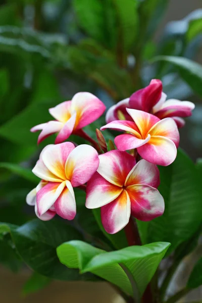 Plumeria Flores Hojas — Foto de Stock