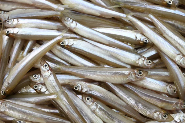 Fresh Whitebait Japanese Smelt Wakasagi — Stock Photo, Image