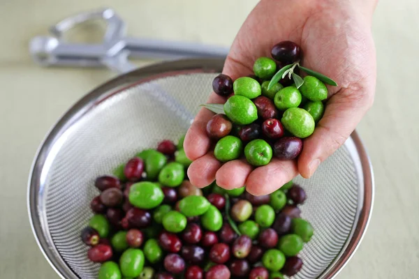 Mains Tenant Des Olives Fraîches Récoltées — Photo