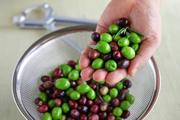 Mãos Com Azeitonas Frescas Colhidas — Fotografia de Stock