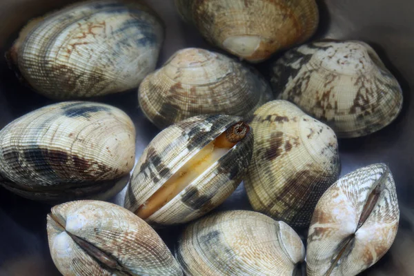 Schoonmaken Van Het Zand Uit Mosselen — Stockfoto