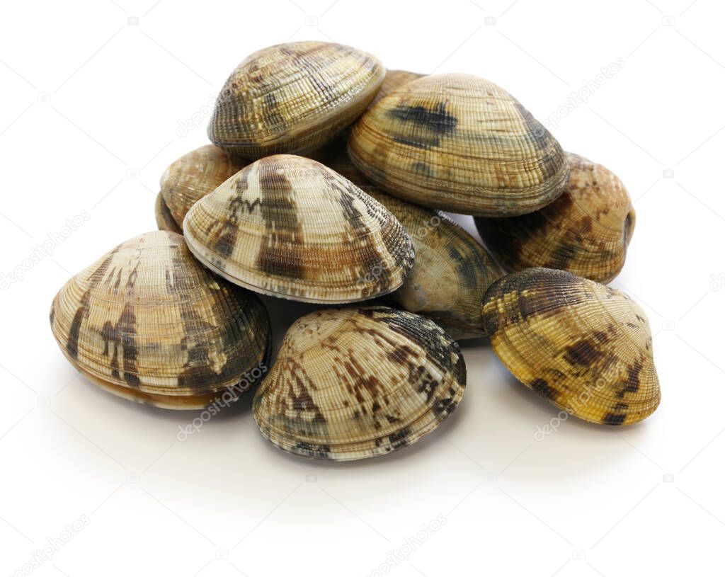 asari clams, Its a kind of clam thats popular in Japan.