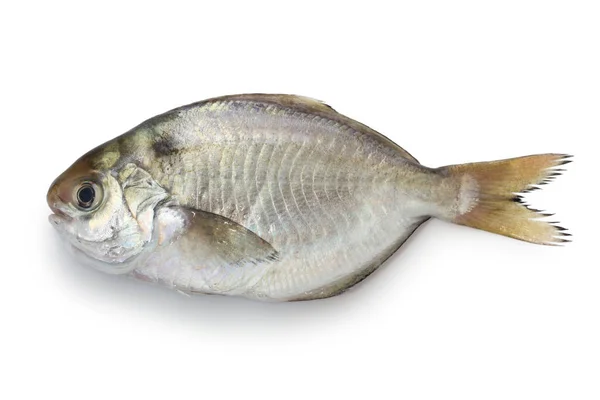 Pesce Farfalla Giapponese Isolato Sfondo Bianco — Foto Stock