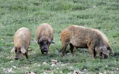 Three Hungarain Mangalica pigs walking around clipart