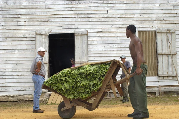 Vinales Cuba Mayo 2016 Hombres Transportando Durante Cosecha Tabaco Almacén — Foto de Stock