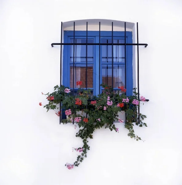 传统的希腊墙带蓝色窗户的酒吧和各种花卉 — 图库照片