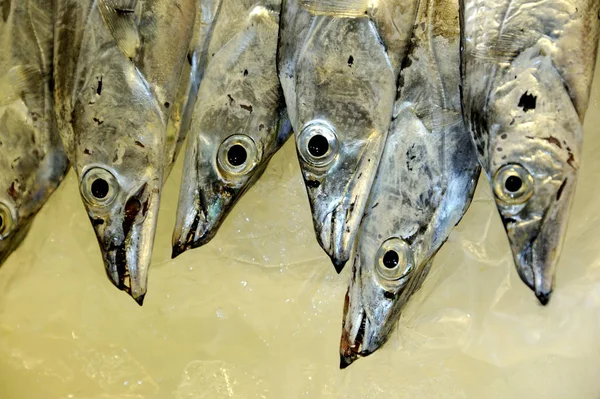 Six Fresh Fishes Heads Cooled Ice — Stock Photo, Image