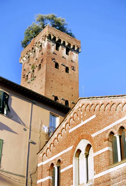 Torre Guinigi Suoi Alberi Sul Tetto Con Cielo Azzurro Lucca — Foto Stock