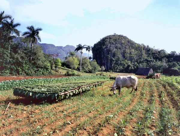 Tabákové Plantáže Pinar Del Rio Province Kuba Sušení Úrody Pasoucí — Stock fotografie