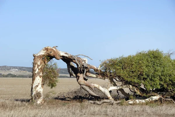 Crooked Tree South Wind Western Australia — Stock Photo, Image
