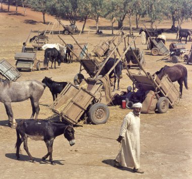 Tafilalet, Fas-Temmuz 11, 2014: Eşek ve at sığır pazarında otopark