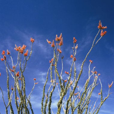 Fouquieria splendens - Ocotillo spring bloom in the California Desert clipart