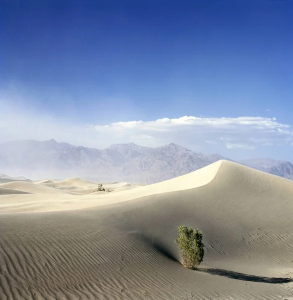 Träd Death Valley National Park Usa Med Kommande Sandstorm — Stockfoto
