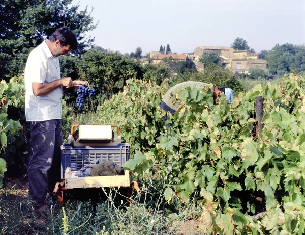 Maubec Francia Septiembre 2017 Hombres Cosechando Uvas Azules Luberon Francia —  Fotos de Stock