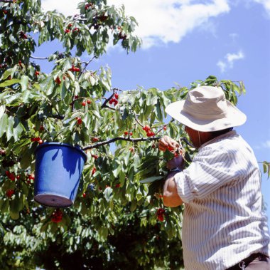 Apt, Fransa-Ağustos 11,2017 kiraz çiftçi havesting onun meyve bahçesi içinde kırmızı olgun kiraz