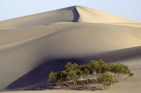 Dune Sabbia Arbusti Mesquite Flat Sand Dunes Death Valley National — Foto Stock