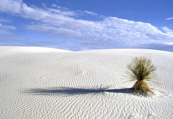 ニュー メキシコ州 ホワイトサンズの石膏の砂で育つユッカ植物が付いている米国のホワイト サンズ国立公園 — ストック写真