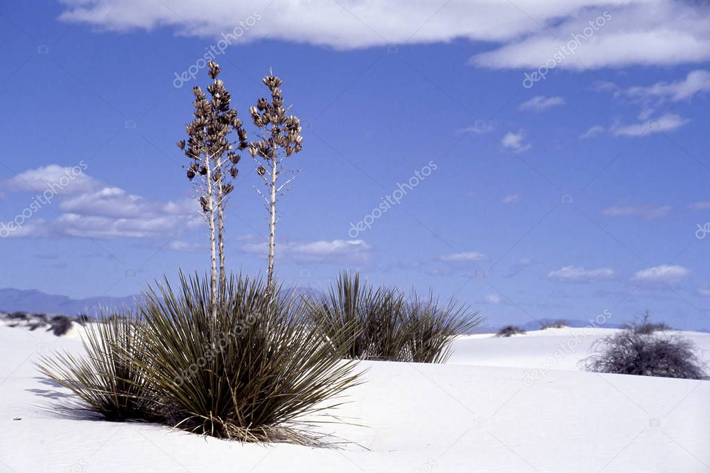 White Sands National Park in New Mexico, USA with Soap-tree yucca (Yucca elata) growing in the gypsum sand of White Sands