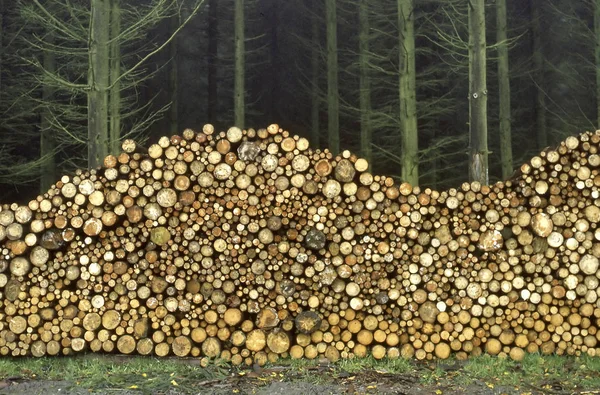 木材の切削後の積み上げの薪 — ストック写真