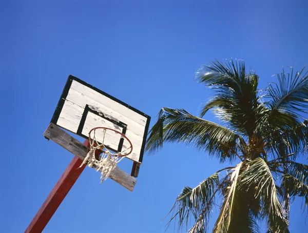 Basketbal doel met palmboom — Stockfoto