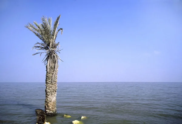 Дерево пальми у Qaroun озеро — стокове фото
