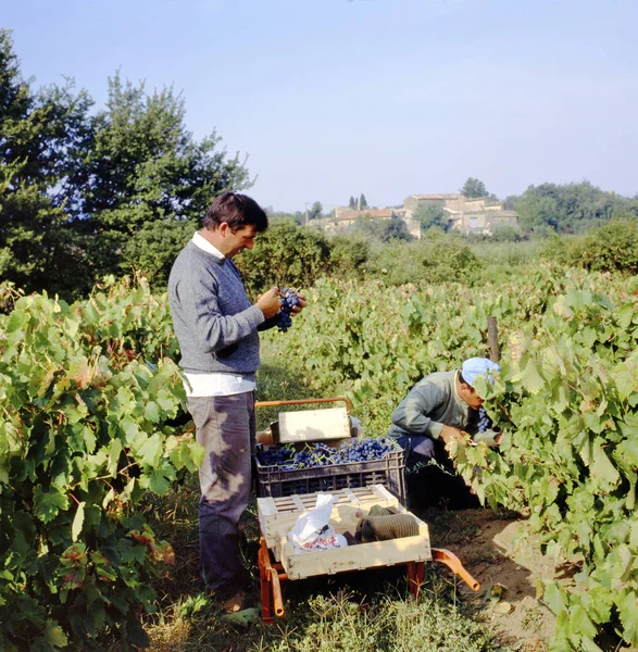 Two men harvesting blue grapes in France — Stock Photo, Image