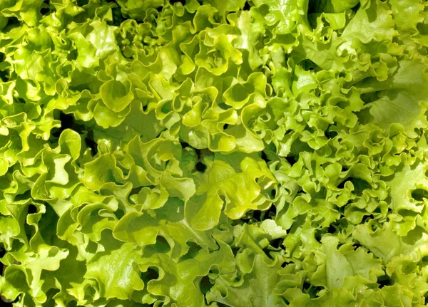 Fresh lettuce — Stock Photo, Image