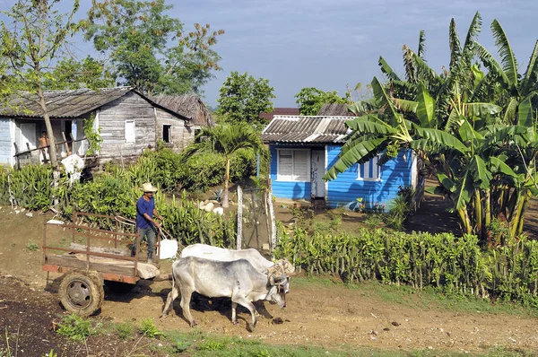 No campo de Cuba — Fotografia de Stock