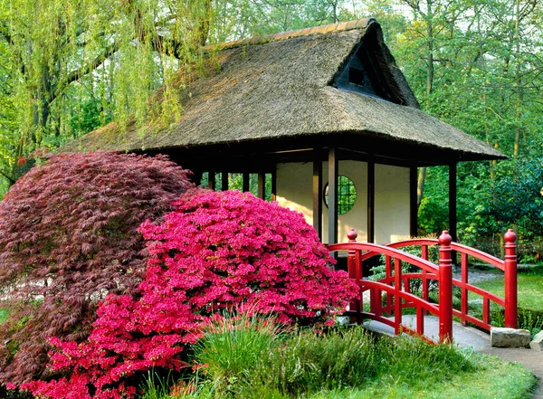 Λουλούδια Και Κόκκινη Γέφυρα Στον Ιαπωνικό Κήπο Park Clingendael Χάγη — Φωτογραφία Αρχείου