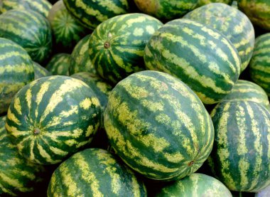 Su kavunları Provence, Fransa ve Avrupa 'daki bir çiftçi pazarında