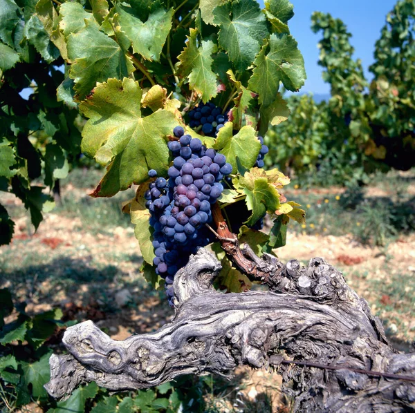 Trauben Der Rebe Auf Einem Weingut Luberon Frankreich Europa — Stockfoto