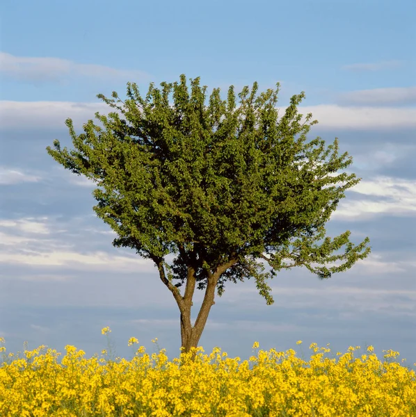 Lone Tree Sea Yellow Rapeseed South France Langres — Stock Photo, Image