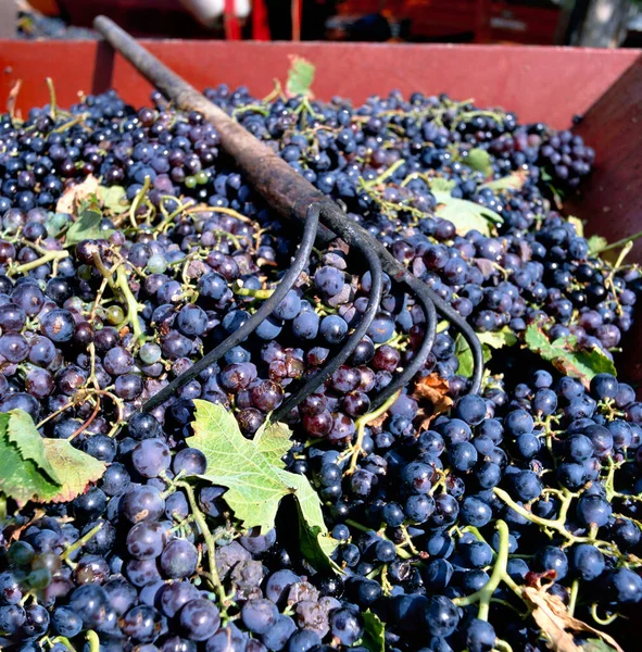 Close Freshly Harvested Blue Grapes Claw Trailer Burgundy France — Stock Photo, Image