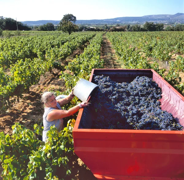 2017 Maubec France September 2017 Lady Plowing Blue Grapes Luberon — 스톡 사진