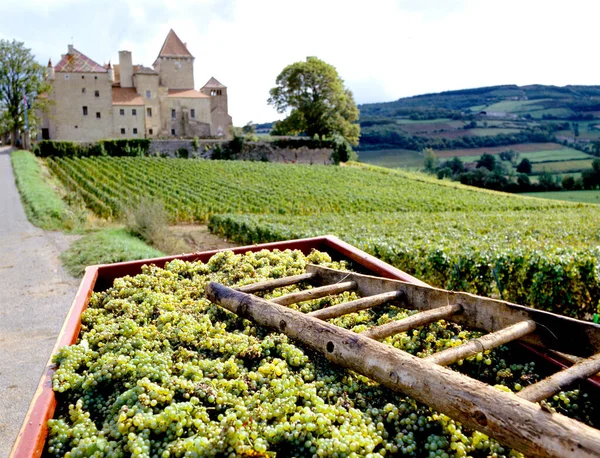Čerstvě Sklizené Hrozny Poblíž Vinice Castle Mille Burgundy Francie Selektivní — Stock fotografie