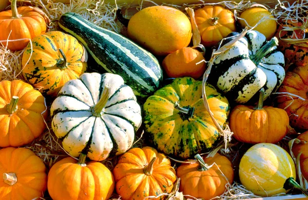 Different marrows and squashes, pumpkins, for sale at a farmers market in France