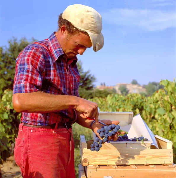 Maubec Francie Září 2018 Ruční Sběr Hroznů Provence Francie Evropa — Stock fotografie