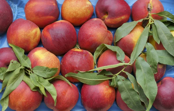 Rose Diamond Nectarines Targu Rolniczym — Zdjęcie stockowe