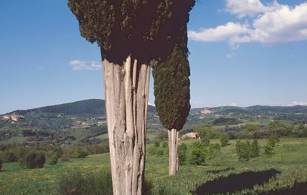 イタリアのヒノキの木と秋のトスカーナの風景 — ストック写真