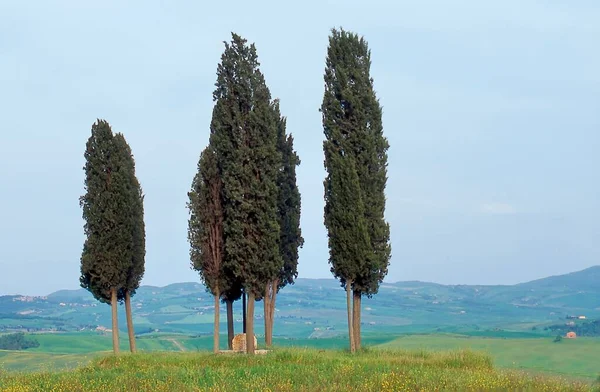 澄んだ青空にヒノキの木と秋のトスカーナの風景 — ストック写真