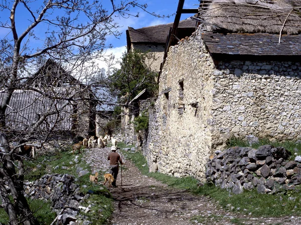 A shepherd and his dogs lead his sheep through an abandoned village in Spain
