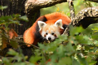 Red Panda ağaç Ailurus fulgens, küçük panda, kırmızı ayı-kedi, kırmızı kedi-ayı