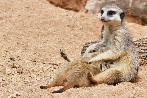 Famiglia Meerkats Madre Meerkat Sta Nutrendo Suoi Bambini — Foto Stock