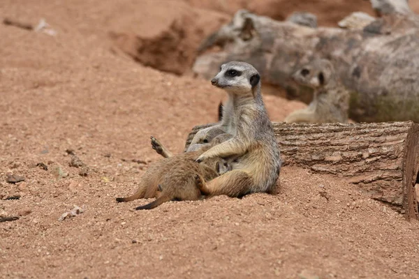 Carino Meerkat Madre Sta Alimentando Bambino Meerkats — Foto Stock