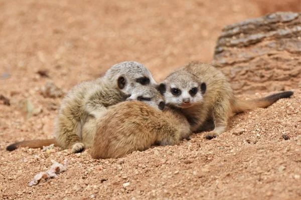 Four cute small Meerkat Puppies are looking around