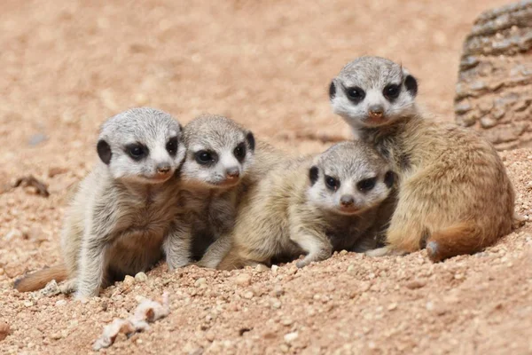 Four Cute Meerkat Puppies Looking — Stock Photo, Image