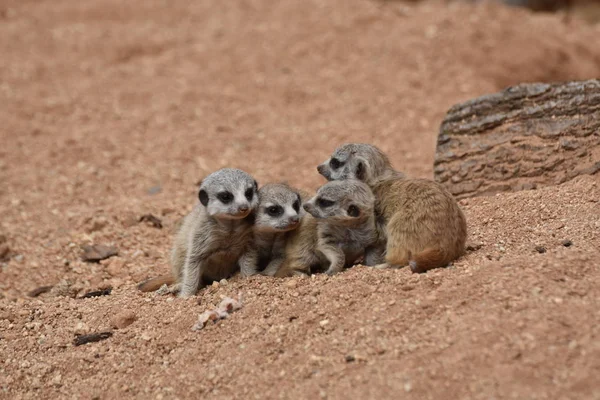 Quatre Jeunes Chiots Meerkat Mignons Blottissent — Photo