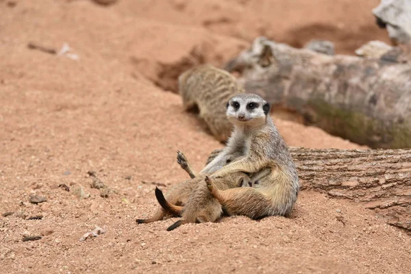 Meerkat 어머니 그녀의 아기를 스톡 사진